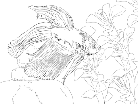 Siamese Fighting Fish Coloring Page